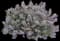 Cat's Meow Catmint — design image 1