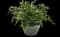 Dwarf Holly Fern — design image 2