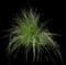 Blue Fescue Grass — design image 3