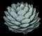 Parry's Agave — design image 4