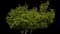 Saucer Magnolia Tree — design image 6