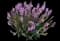 Woodland Sage — design image 13