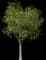 Little Walnut Tree — design image 2
