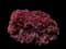 Red Dragon Japanese Maple Tree — design image 6