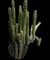 Organ Pipe Cactus — design image 6