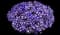 Blue Diamond™ Petunia hybrida — design image 1