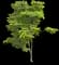 Lignum Vitae — design image 1