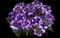 Vegetative Wicked Great Grape Verbena — design image 1