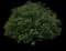 Northern Catalpa — design image 2