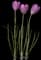 Dutch Crocus — design image 4