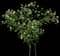 Dog Rose — design image 7