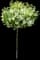 Lollizam Lollipop® Flowering Crabapple Tree — design image 3
