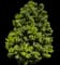 Hollyleaf Cherry — design image 1