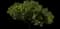 Killarney Strawberry Tree — design image 3