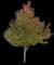 Silver Maple Tree — design image 13