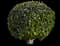 Waxleaf Privet Hedge — design image 10