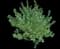 Green Cloud Texas Sage — design image 2