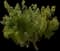 Neem Tree — design image 1