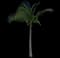 Coconut Palm — design image 5