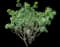 Leafy spurge — design image 3