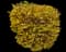 Forsythia Shrub — design image 9