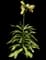 Crown imperial — design image 1