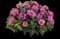 Leading Lady™ Orchid Bee Balm — design image 1