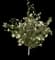 Rose of Sharon — design image 19