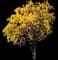 Yellow Trumpet Tree — design image 1