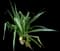 Asiatic poison lily — design image 20