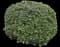 Indian Hawthorn (Rhaphiolepis indica) — design image 24