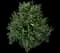 Butterfly Bush — design image 14