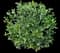 Evergreen Japanese Euonymus Shrub — design image 17