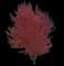 Silver Maple Tree — design image 4