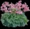 White Diamonds Fern-leaved Bleeding Heart — design image 2