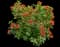 Estrellita Scarlet Firecracker Bush — design image 1