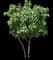Yellow Fig Tree — design image 1