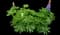 Lupine — design image 4