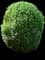 Sprinter® Boxwood — design image 4