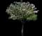 Prairie Crabapple Tree — design image 1