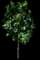 Bearss Lemon Tree — design image 2