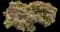 Nandina — design image 16