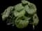 Giant Leopard Plant — design image 3