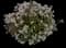 Indian Hawthorn (Rhaphiolepis indica) — design image 19