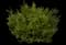 Boxwood Shrub — design image 12