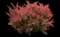 Sunjoy Cinnamon Barberry — design image 1