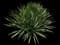 Yucca filamentosa — design image 8