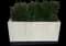 Yew Podocarpus — design image 7