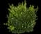 Boxwood Shrub — design image 11