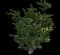 Waxleaf Privet Hedge — design image 8